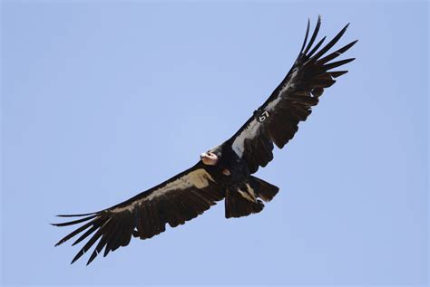 20 California condors in Arizona, Utah died from avian flu